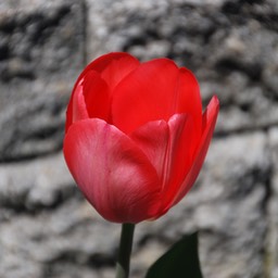 DSC_2982