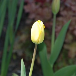 DSC_2983